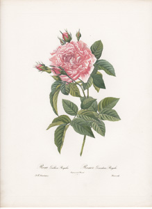 Vintage Pierre-Joseph Redoute roses and flowers